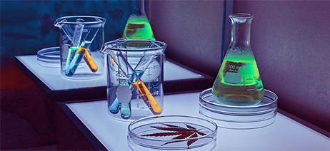 Cannabis plant in a petrie dish, surrounded by beakers with different colored liquids