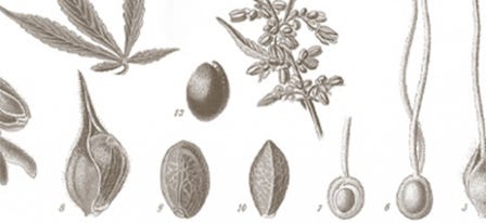 Anatomy of a Cannabis Plant