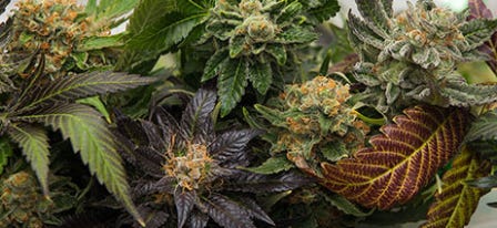 Sativa vs Indica: Is There Really a Difference?