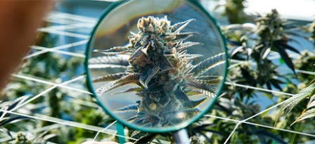 Cannabis Trichomes: What Are They & What Do They Do?