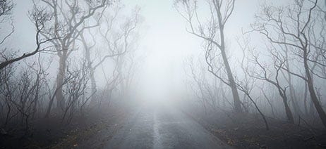 Empty road leading into a grey, spooky forest of dead trees