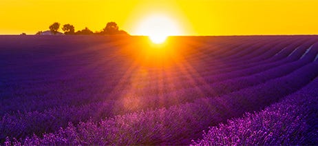 Field with purple lavender plants in front of a setting sun