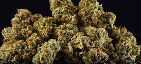 Large pile of marijuana flower buds on a black background