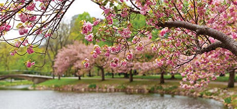 Cherry blossom branches in front of a lake