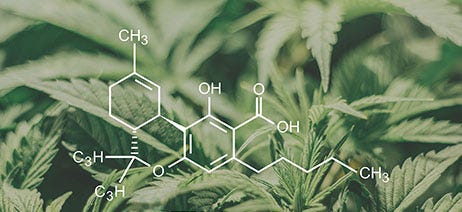 THCA molecule in front of cannabis plants