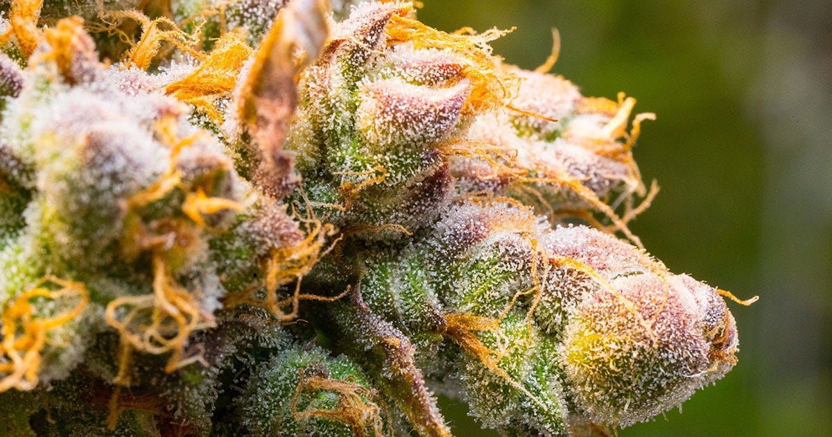 Close up of live cannabis flower